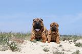 SHAR-PEI 117